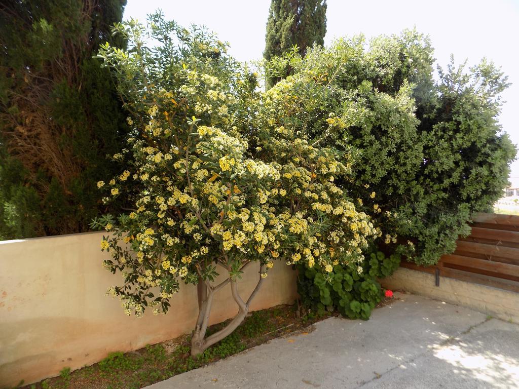Kyriakos Court Hotel Paphos Ngoại thất bức ảnh